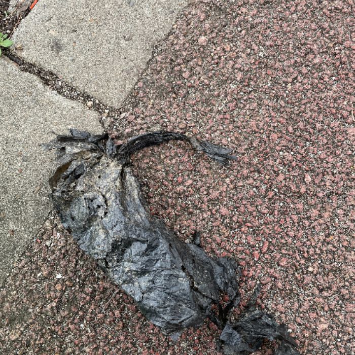  대전동구.동네.쓰레기.플로깅