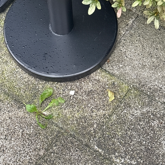 성남시.동네.쓰레기.플로깅